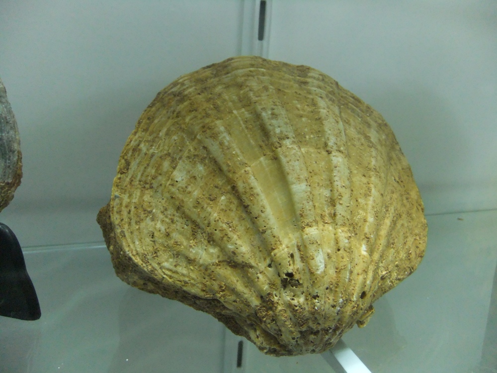 Ostrea sp.?